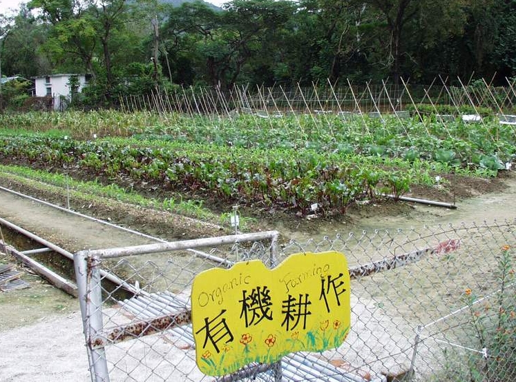 新鮮有機蔬菜